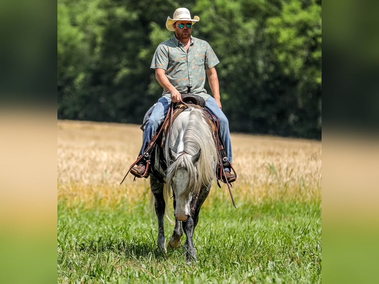 Cheval de trait Croisé Jument 4 Ans 163 cm Gris pommelé in Santa Fe, TN