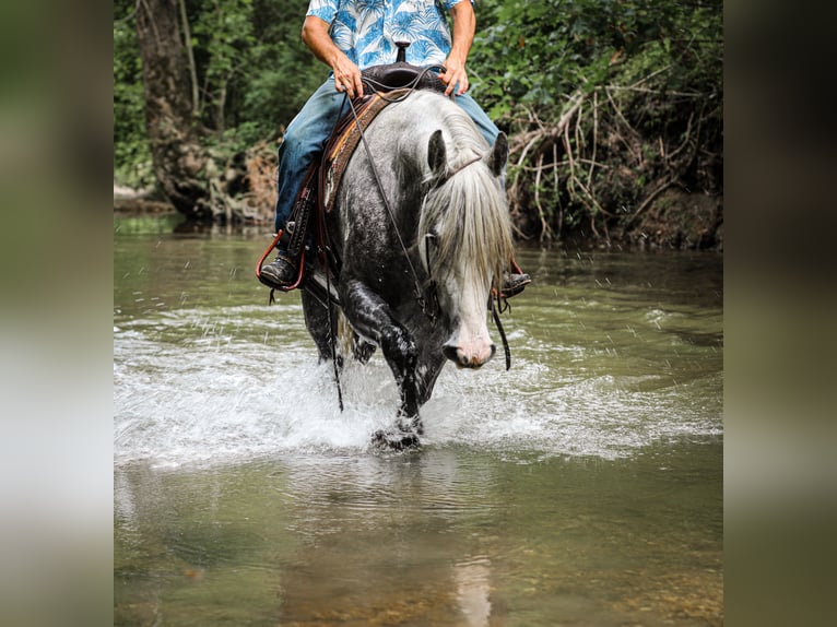 Cheval de trait Croisé Jument 4 Ans 163 cm Gris pommelé in Santa Fe, TN