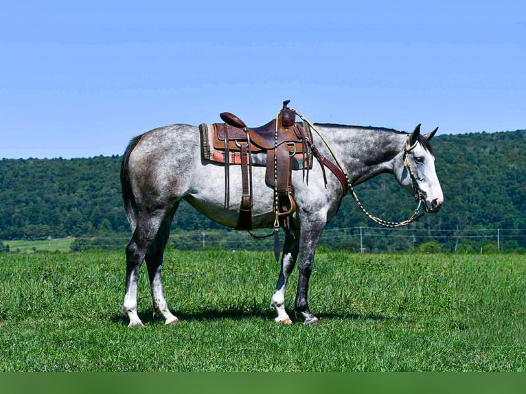 Cheval de trait Croisé Jument 4 Ans 163 cm Gris in Howard