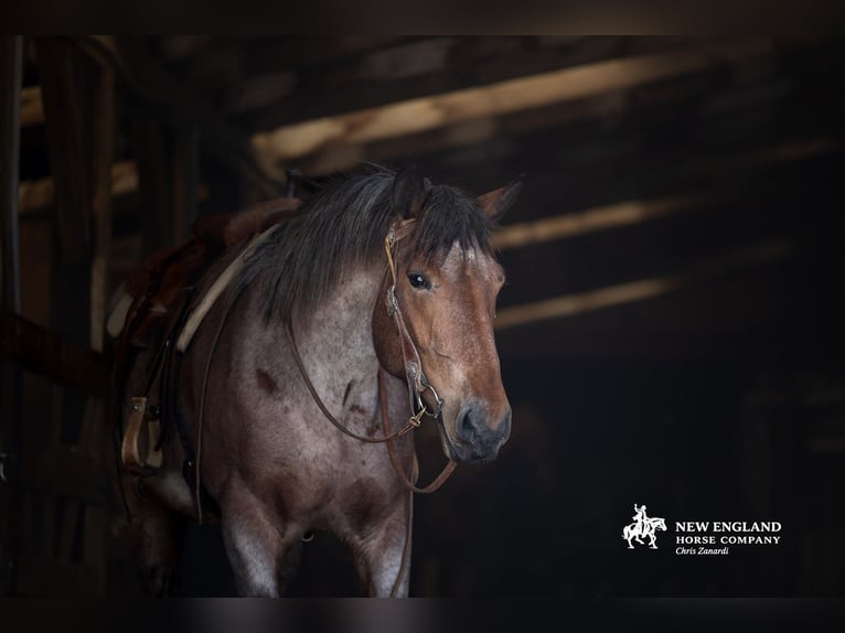 Cheval de trait Croisé Jument 4 Ans 170 cm Roan-Bay in Corinth