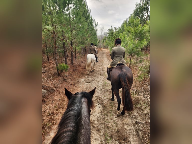Cheval de trait Croisé Jument 4 Ans Rouan Bleu in Adrian