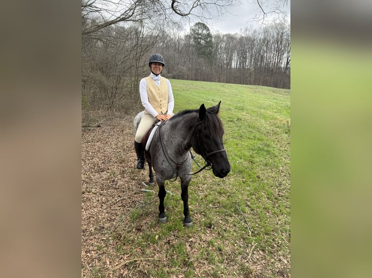Cheval de trait Croisé Jument 4 Ans Rouan Bleu in Adrian