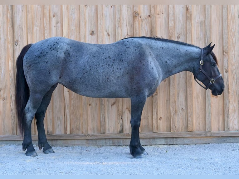 Cheval de trait Croisé Jument 4 Ans Rouan Bleu in Adrian