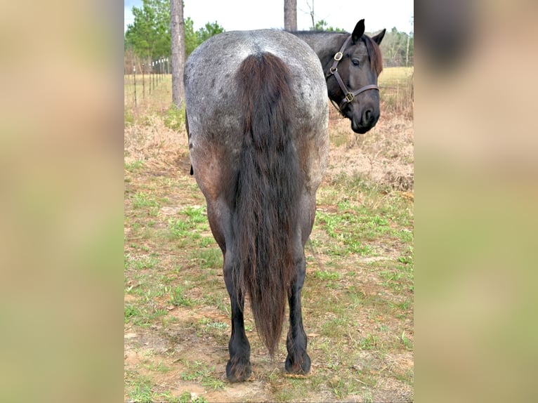 Cheval de trait Croisé Jument 4 Ans Rouan Bleu in Adrian