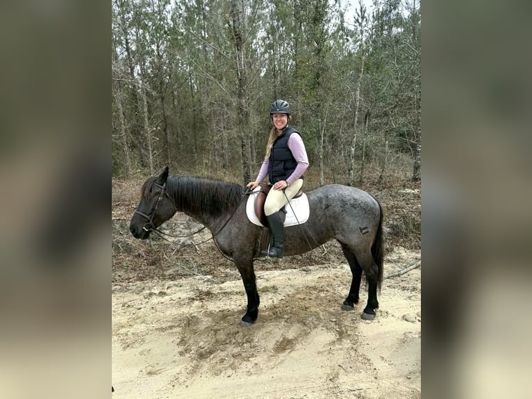Cheval de trait Croisé Jument 4 Ans Rouan Bleu in Adrian