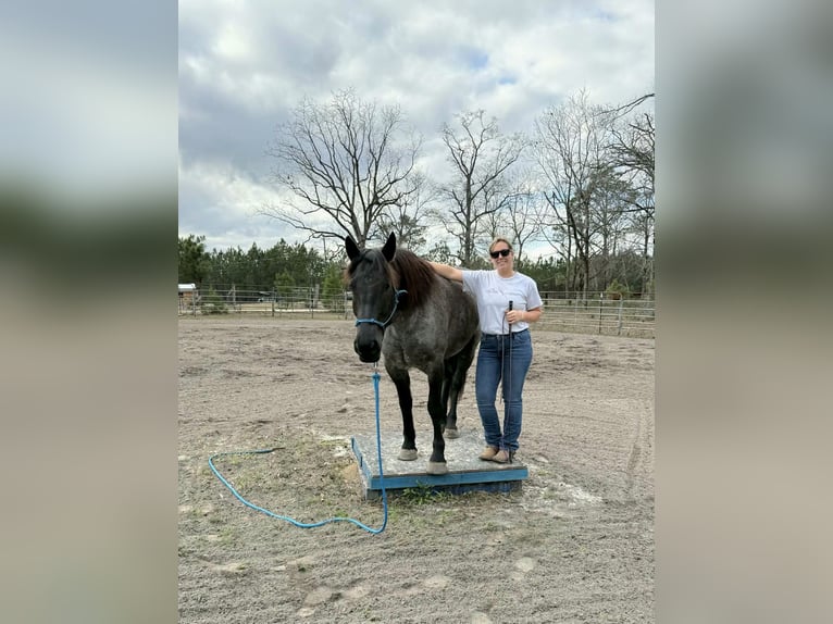 Cheval de trait Croisé Jument 4 Ans Rouan Bleu in Adrian