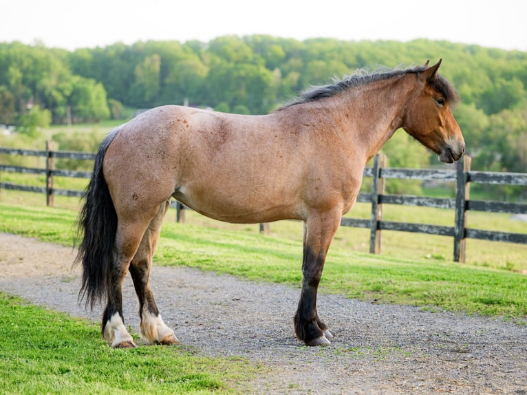Cheval de trait Croisé Jument 4 Ans Rouan Rouge in Honey Brook