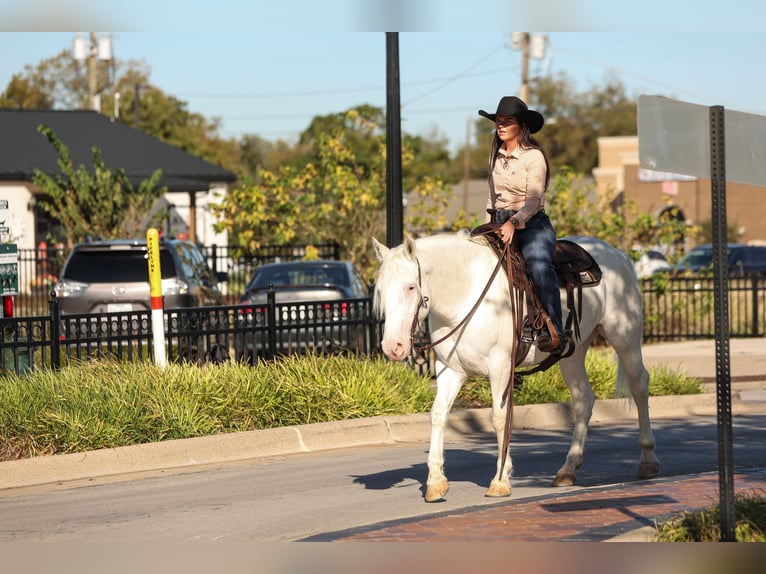 Cheval de trait Croisé Jument 5 Ans 150 cm Blanc in Joshua, TX