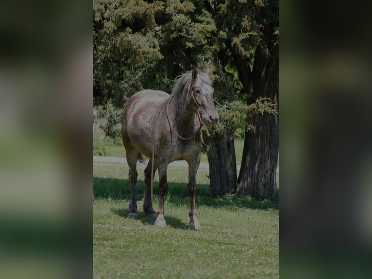 Cheval de trait Croisé Jument 5 Ans 152 cm  in Plano