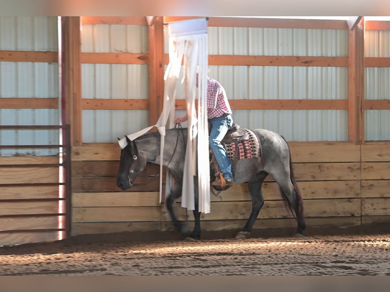 Cheval de trait Croisé Jument 5 Ans 155 cm Rouan Bleu in Harwood, MO