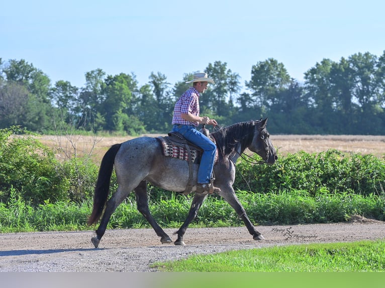 Cheval de trait Croisé Jument 5 Ans 155 cm Rouan Bleu in Harwood, MO