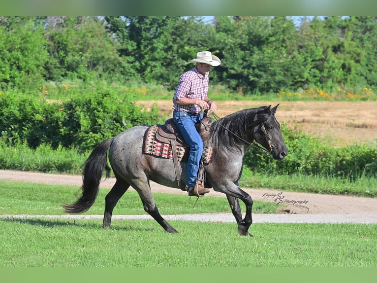 Cheval de trait Croisé Jument 5 Ans 155 cm Rouan Bleu in Harwood, MO