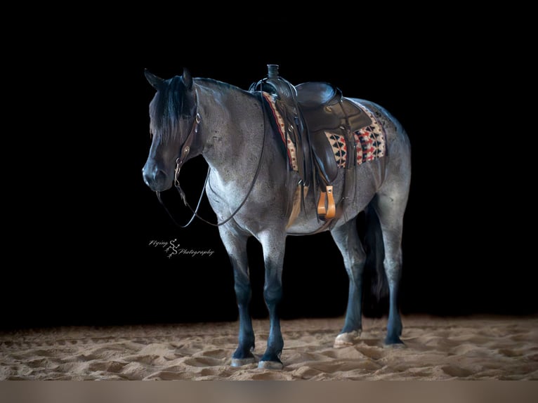 Cheval de trait Croisé Jument 5 Ans 155 cm Rouan Bleu in Harwood, MO