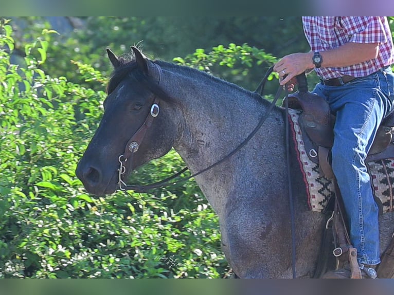 Cheval de trait Croisé Jument 5 Ans 155 cm Rouan Bleu in Harwood, MO