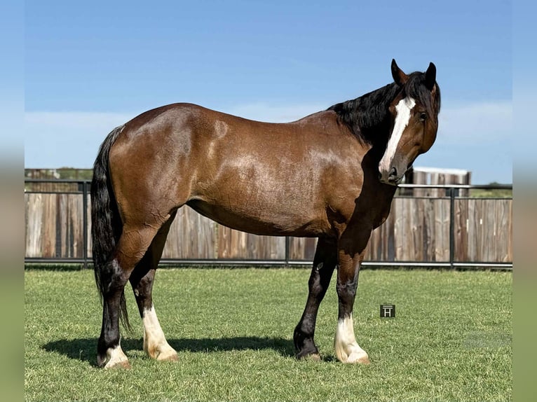 Cheval de trait Jument 5 Ans 157 cm Bai cerise in Jacksboro, TX