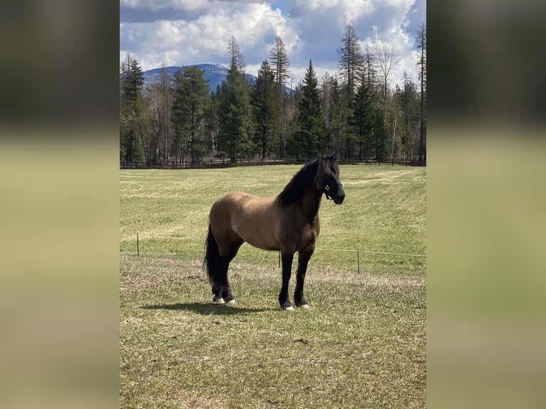 Cheval de trait Croisé Jument 5 Ans 160 cm Grullo in Columbia FallsColumbia falls Montana