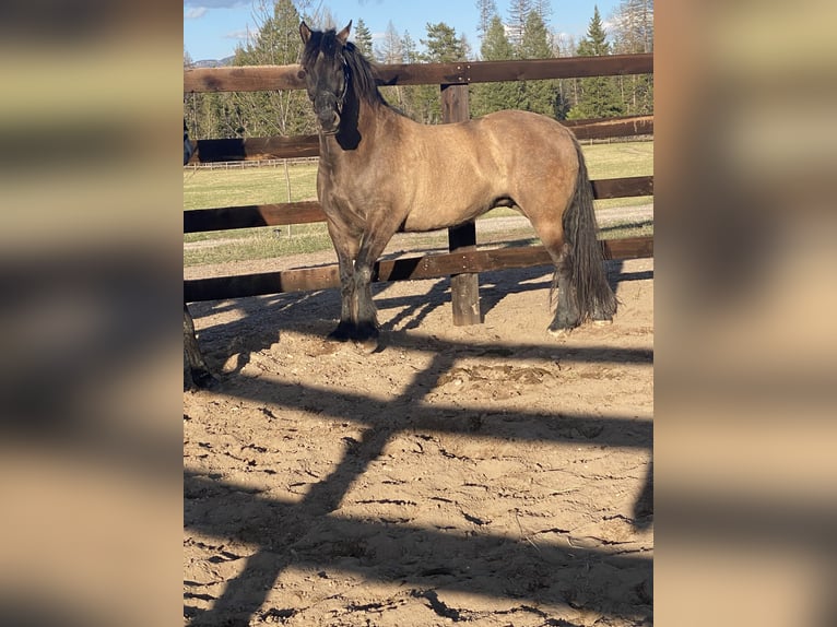 Cheval de trait Croisé Jument 5 Ans 160 cm Grullo in Columbia FallsColumbia falls Montana