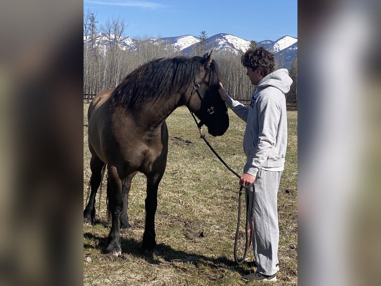 Cheval de trait Croisé Jument 5 Ans 160 cm Grullo in Columbia FallsColumbia falls Montana