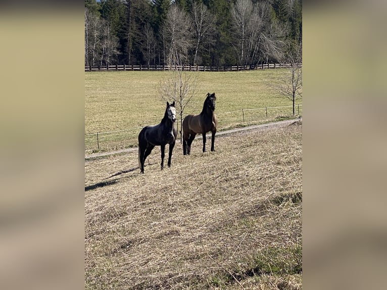 Cheval de trait Croisé Jument 5 Ans 160 cm Grullo in Columbia FallsColumbia falls Montana