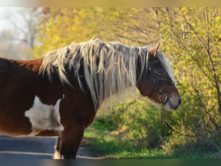 Cheval de trait Jument 5 Ans 162 cm Pinto in radziej&#xF3;w