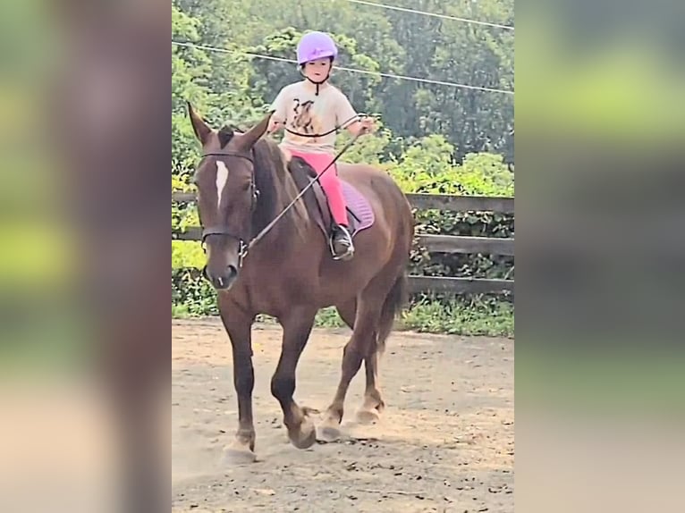 Cheval de trait Jument 5 Ans 163 cm Alezan brûlé in Jeffersonton Cheval de trait Jument 5 Ans 163 cm Alezan brûlé in Jeffersonton