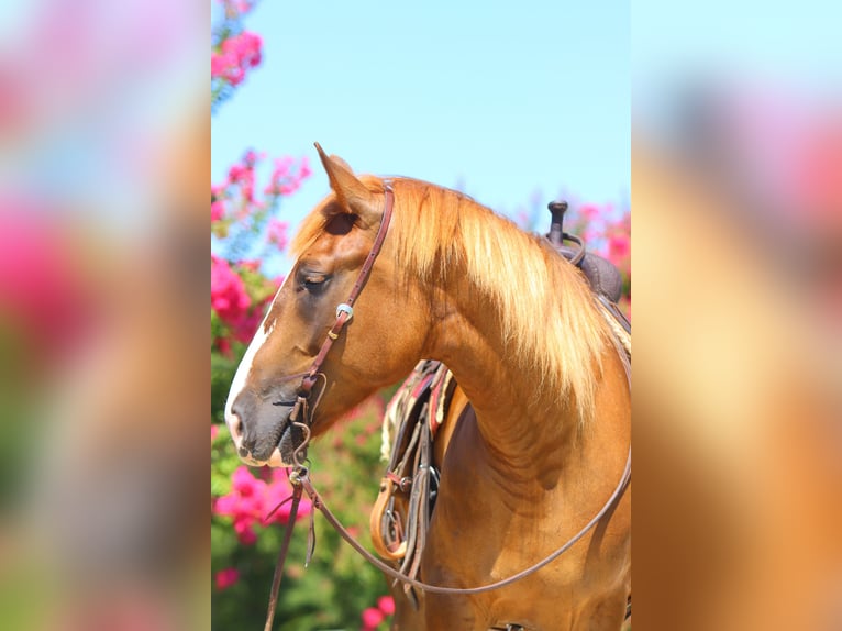 Cheval de trait Croisé Jument 5 Ans 163 cm Alezan cuivré in Weatherford, TX