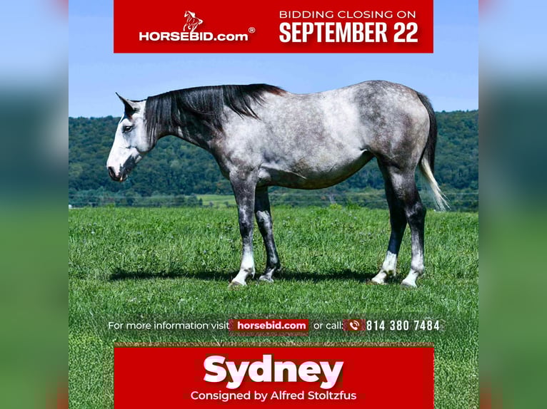 Cheval de trait Croisé Jument 5 Ans 163 cm Gris in Howard