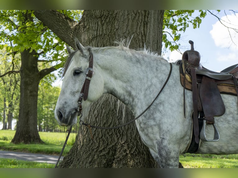 Cheval de trait Jument 5 Ans 163 cm Gris in Lancaster, PA