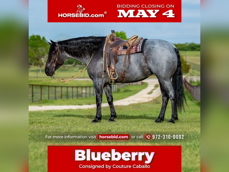 Cheval de trait Croisé Jument 5 Ans 163 cm Rouan Bleu in Fort Worth, TX