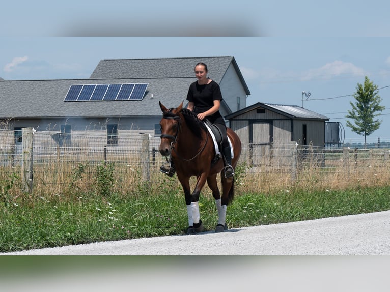 Cheval de trait Croisé Jument 5 Ans Bai cerise in Fredericksburg