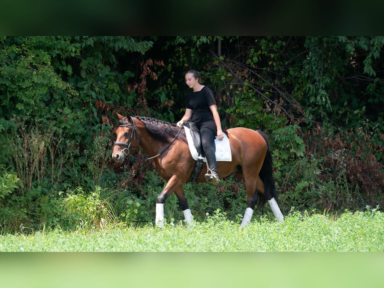 Cheval de trait Croisé Jument 5 Ans Bai cerise in Fredericksburg