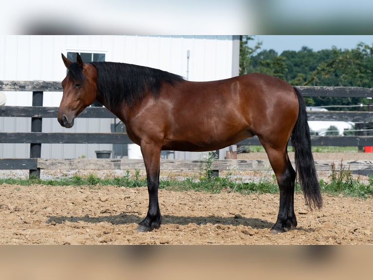 Cheval de trait Croisé Jument 5 Ans Bai cerise in Fredericksburg