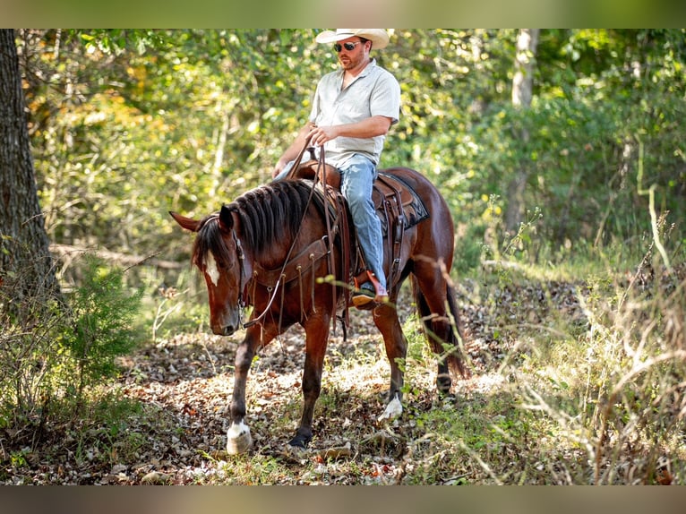 Cheval de trait Croisé Jument 5 Ans Bai cerise in Santa Fe