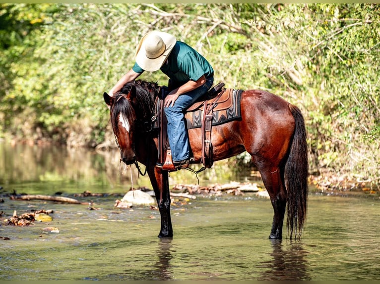 Cheval de trait Croisé Jument 5 Ans Bai cerise in Santa Fe