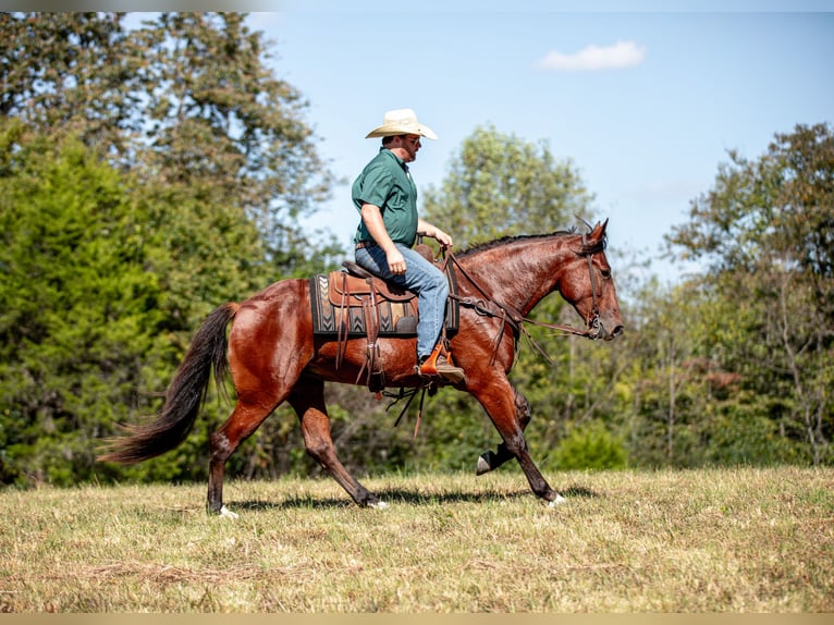 Cheval de trait Croisé Jument 5 Ans Bai cerise in Santa Fe