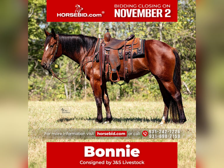 Cheval de trait Croisé Jument 5 Ans Bai cerise in Santa Fe