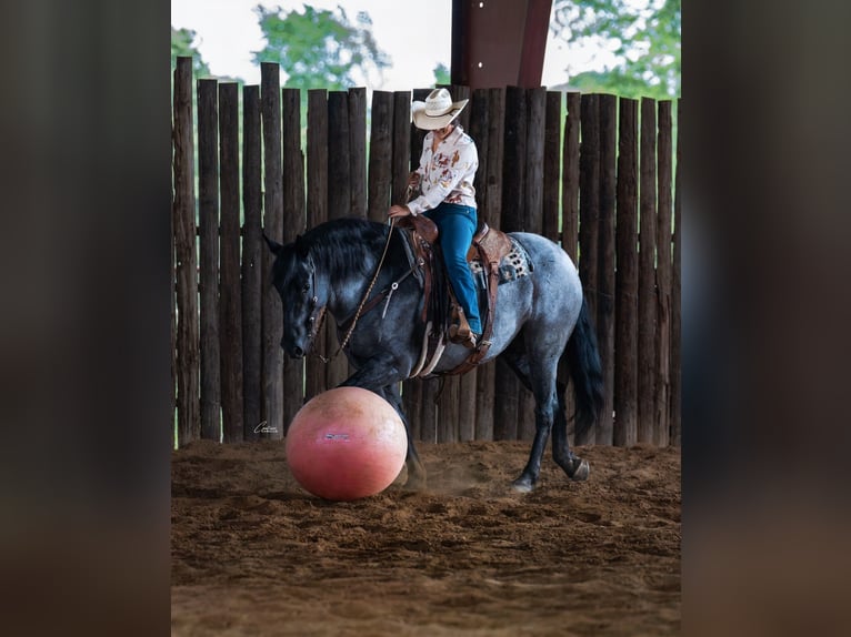 Cheval de trait Croisé Jument 5 Ans Rouan Bleu in Fort Worth