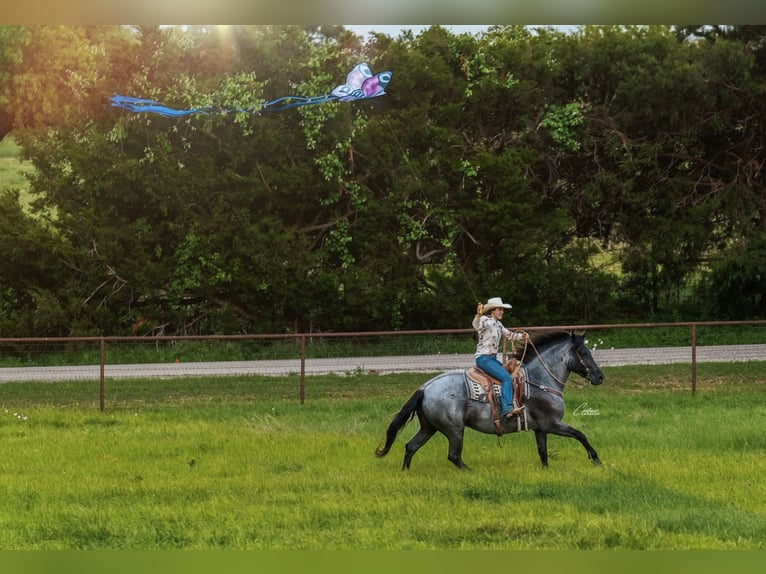 Cheval de trait Croisé Jument 5 Ans Rouan Bleu in Fort Worth
