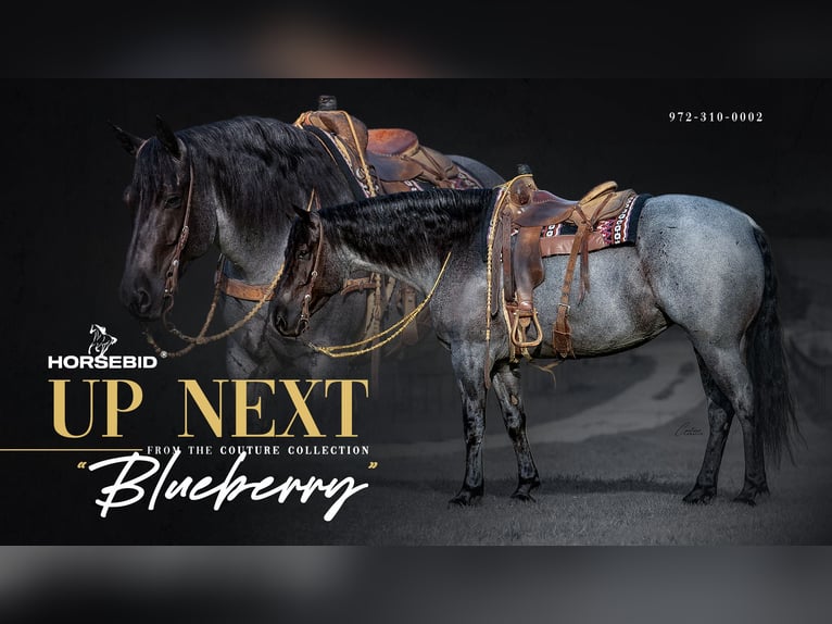 Cheval de trait Croisé Jument 5 Ans Rouan Bleu in Fort Worth