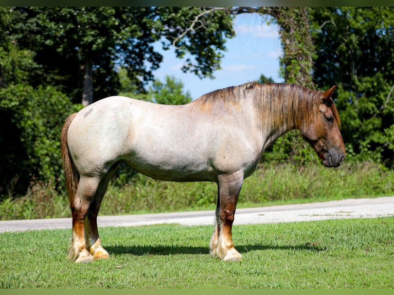Cheval de trait Croisé Jument 5 Ans Rouan Rouge in Santa Fe