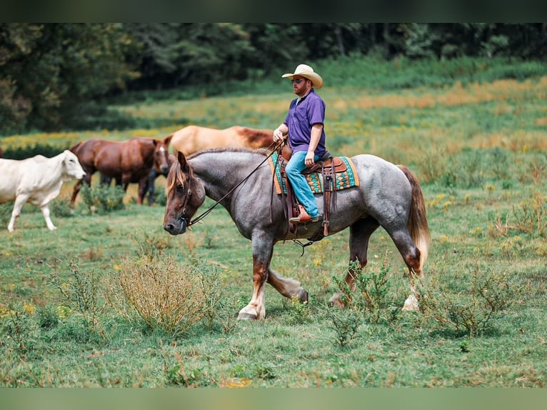 Cheval de trait Croisé Jument 5 Ans Rouan Rouge in Santa Fe