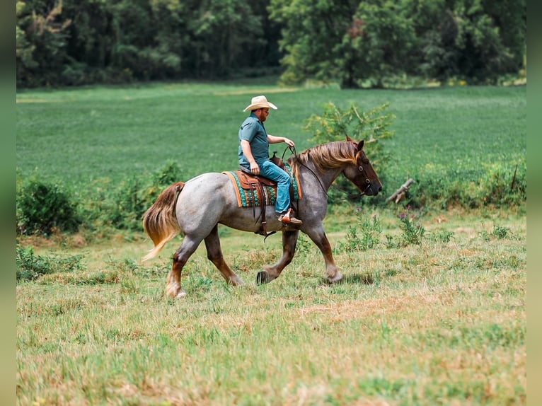 Cheval de trait Croisé Jument 5 Ans Rouan Rouge in Santa Fe