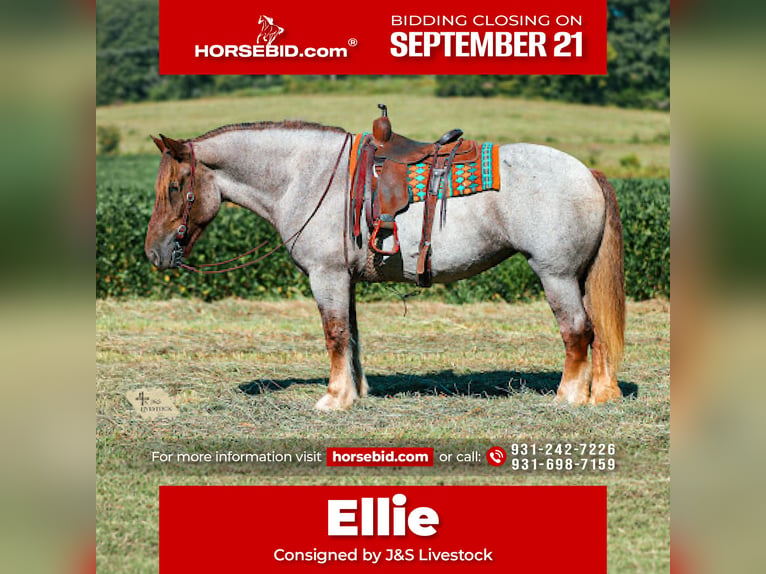 Cheval de trait Croisé Jument 5 Ans Rouan Rouge in Santa Fe