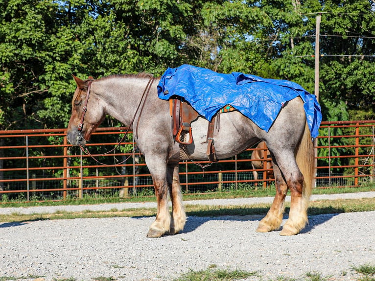 Cheval de trait Croisé Jument 5 Ans Rouan Rouge in Santa Fe