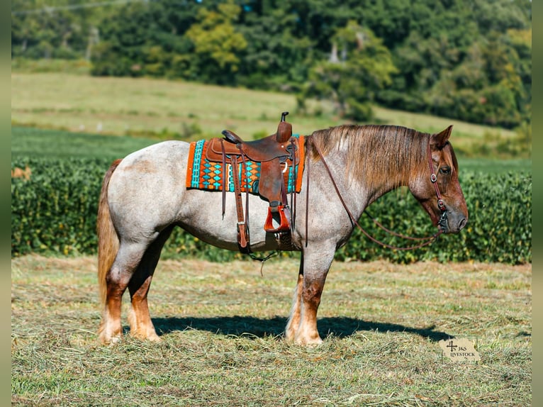Cheval de trait Croisé Jument 5 Ans Rouan Rouge in Santa Fe
