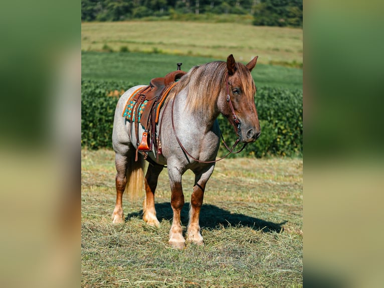 Cheval de trait Croisé Jument 5 Ans Rouan Rouge in Santa Fe