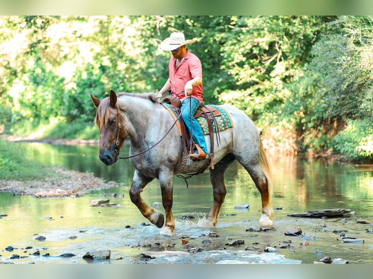 Cheval de trait Croisé Jument 5 Ans Rouan Rouge in Santa Fe