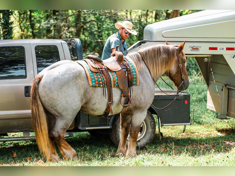 Cheval de trait Croisé Jument 5 Ans Rouan Rouge in Santa Fe