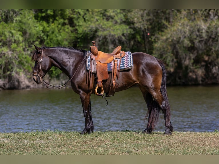 Cheval de trait Jument 6 Ans 152 cm Bai cerise in Victoria