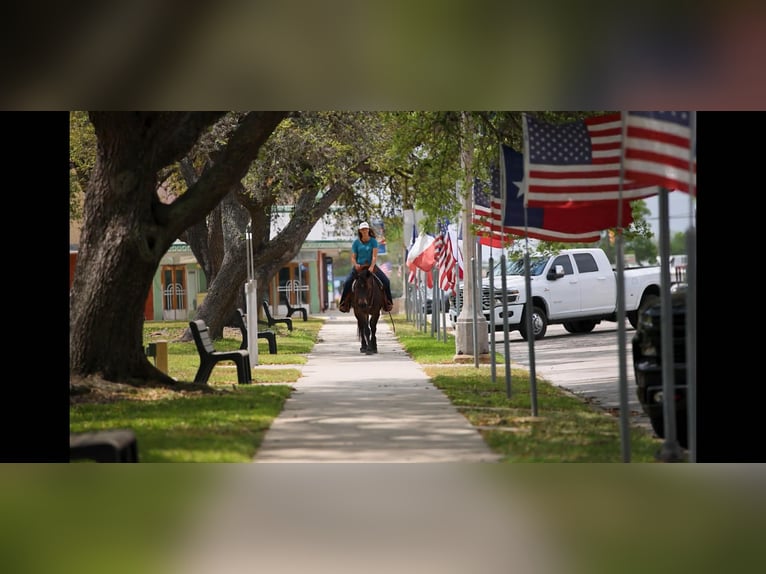 Cheval de trait Jument 6 Ans 152 cm Bai cerise in Victoria
